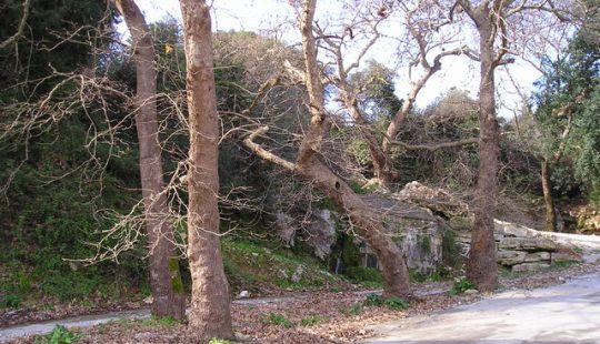 maza-village-trees